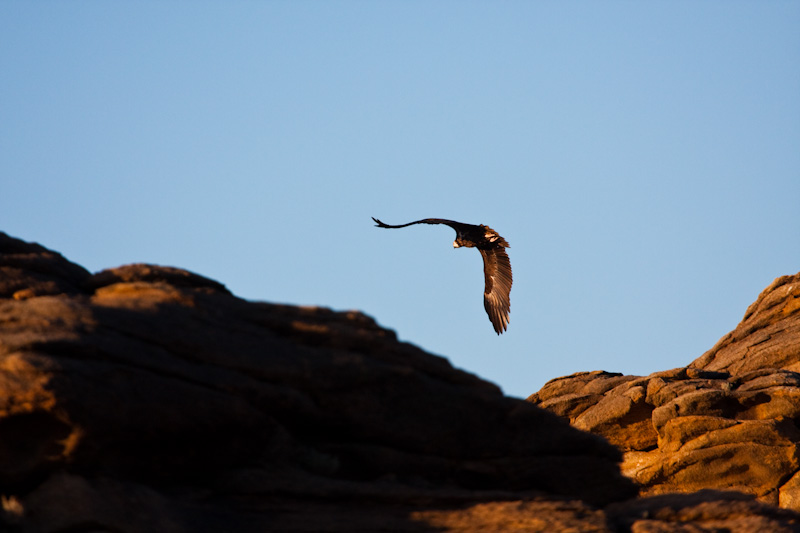 Cinareous Vulture In Flight